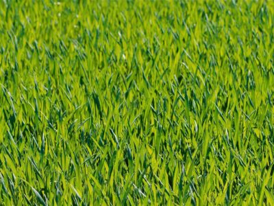 Artifical grass installers near me Kent